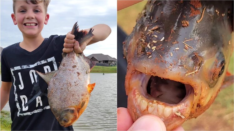 Boy reels in invasive piranha like fish from Oklahoma pond