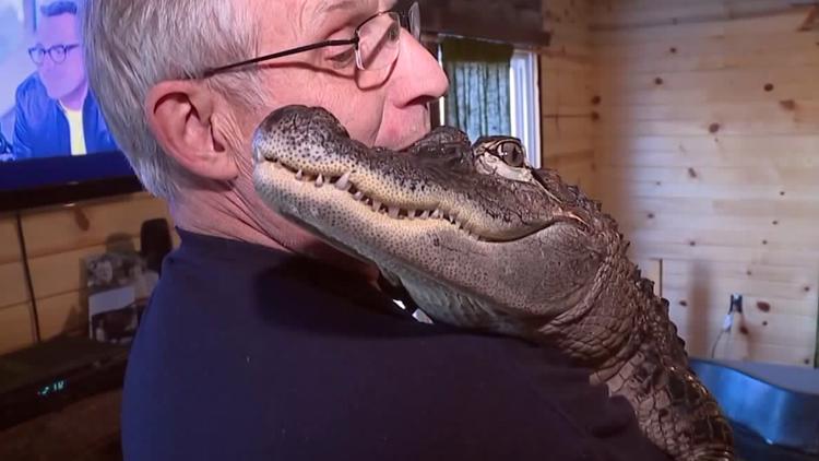 Emotional support alligator denied entry to baseball park