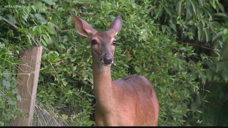 Applications being accepted for free memorial deer hunts hosted by SCDNR and Cowden Plantation