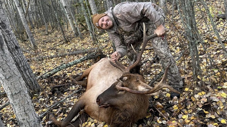 Three legged elk harvested by hunter also missing leg