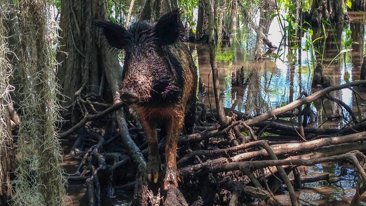 Portion of Congaree National Park to close for wild hog management