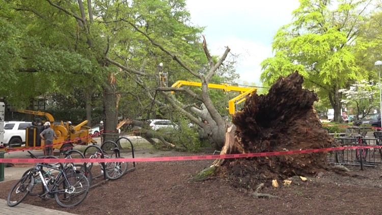 I kind of feel sad that its not there anymore Storm topples over tree on USCs campus damages power lines and knocks sign from building