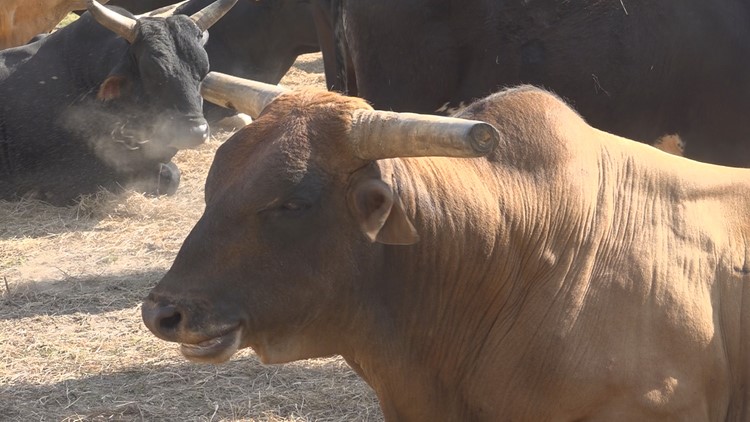 Blythewood Rodeo brings community together with food sport and culture