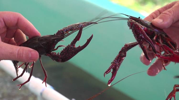 Local Midlands crawfish farm begins busy season