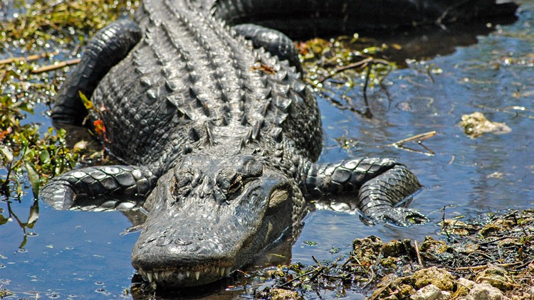 Gator hunting season application process opens for public