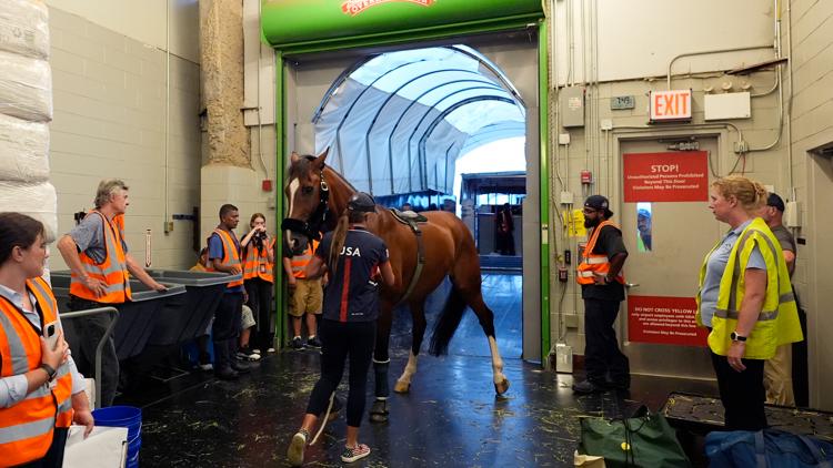 How does a horse get to the Olympics They travel in style