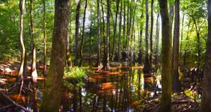 Congaree is one of Americas only free national parks Heres how to take advantage