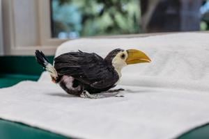 Riverbanks Zoo welcomes Toco toucan hatchling the first in a decade