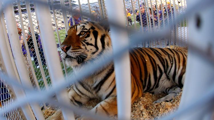 Louisiana governor supports bringing back tradition of having a live tiger at LSU football games