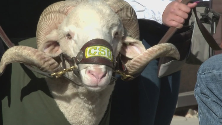 Learn more about CAM the Ram and his student handlers