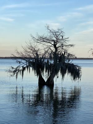 Still Here Savoring the sweetness of Santee State Park