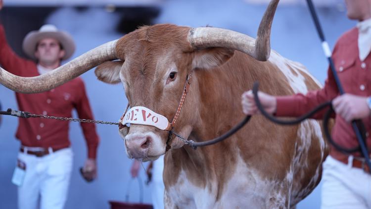 FREE Is Bevo allowed at ATT Stadium for CFP semifinal game