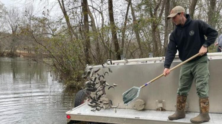 Trout stocking in South Carolina’s Saluda River boosts fishing, economy