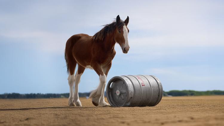 Small but mighty: Clydesdale foal steals the spotlight in Budweiser’s Super Bowl ad