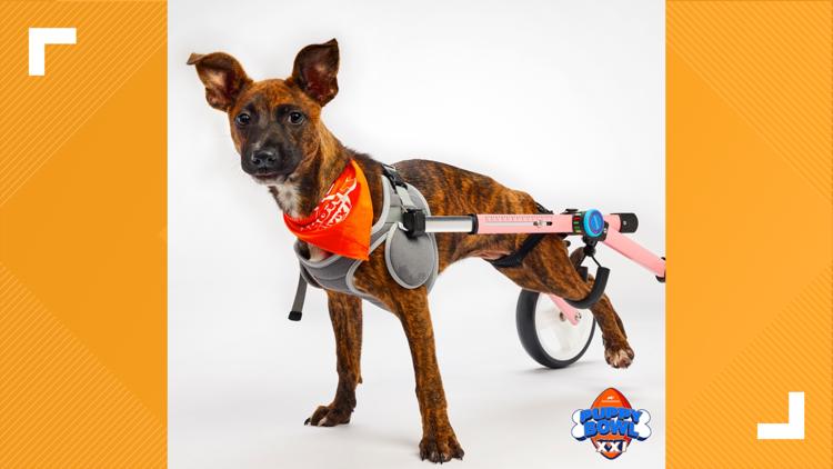 Check out the adorable pups competing in Puppy Bowl XXI