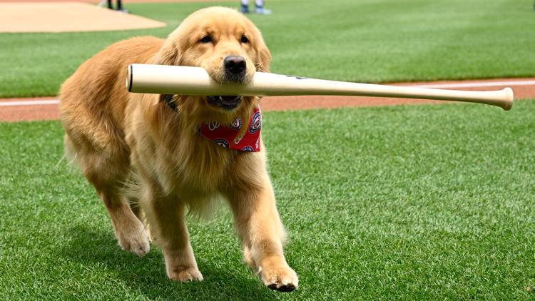 Nationals’ bat-retrieving dog Bruce laps up pregame attention, makes MLB debut