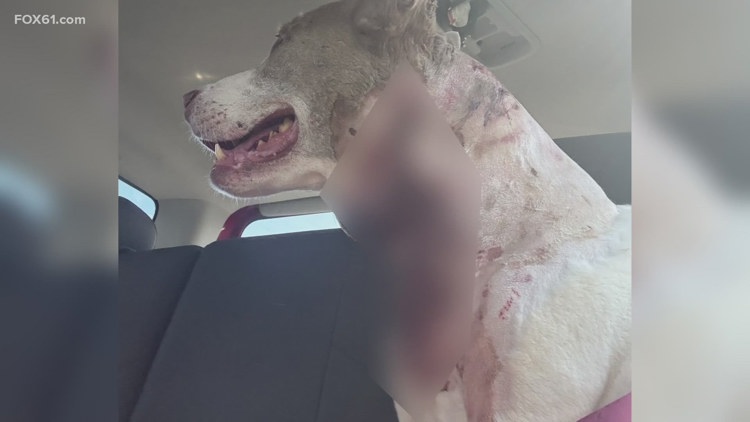 Bear attack in Connecticut leaves dog with torn neck owner fends off bear with water bottle