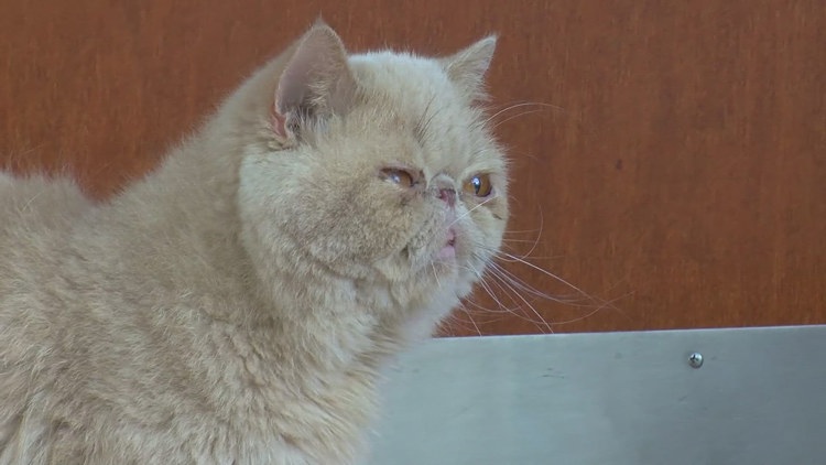 PETA says BGSU locker room cat Pudge should stay home from games