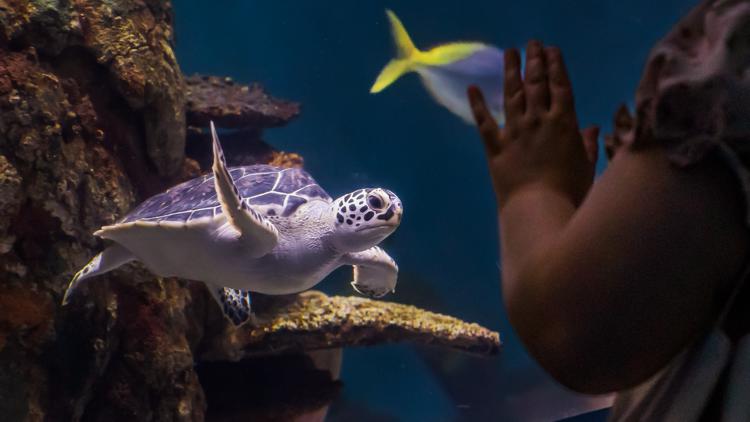 [#title_spinnerchief]