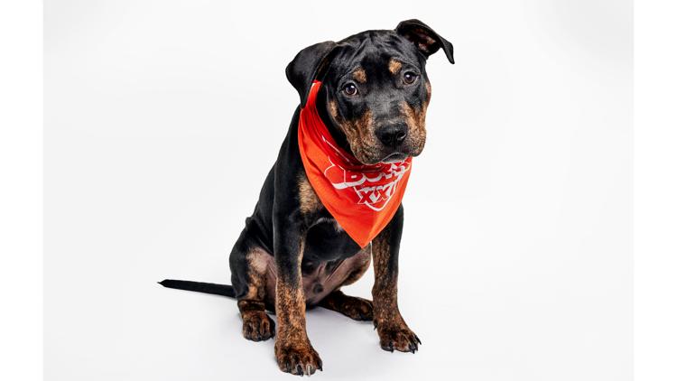 Puppy Bowl 2026 Team Ruff takes on Team Fluff in pre Super Bowl show