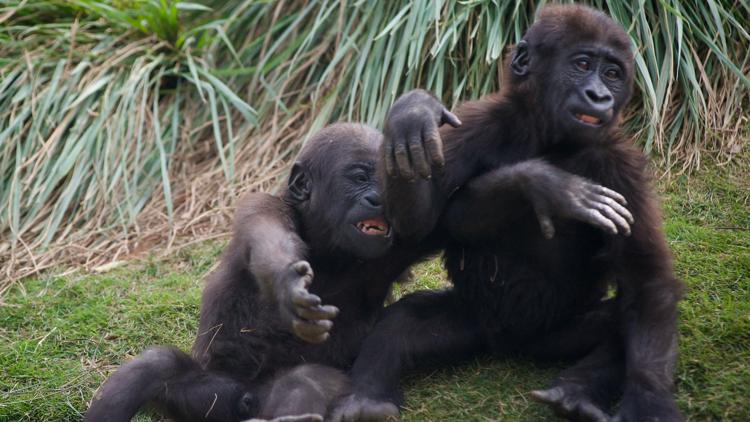 Riverbanks Zoos gorillas Moyo and ZaKota are on the move