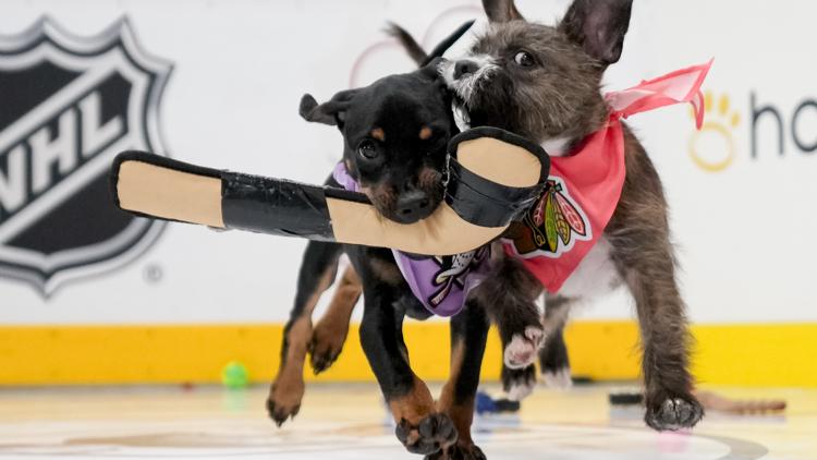 NHLs Stanley Pup featuring 32 dogs competing is back for a third year