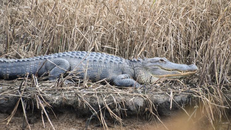 Applications open for 2026 alligator hunting lottery in South Carolina