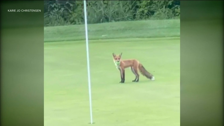 WATCH Fox steals golf balls at Minnesota golf course